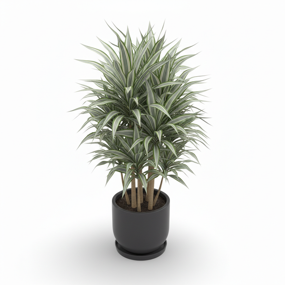 Warneckii Dracaena 'Warneckii'