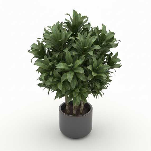 Corn Plant (Dracaena) 'Bon Bon'