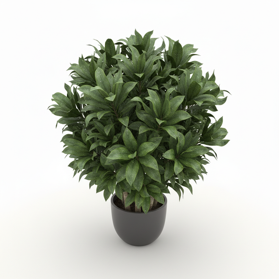 Corn Plant (Dracaena) 'Bon Bon'