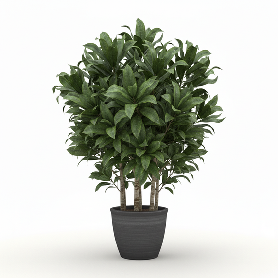 Corn Plant (Dracaena) 'Bon Bon'