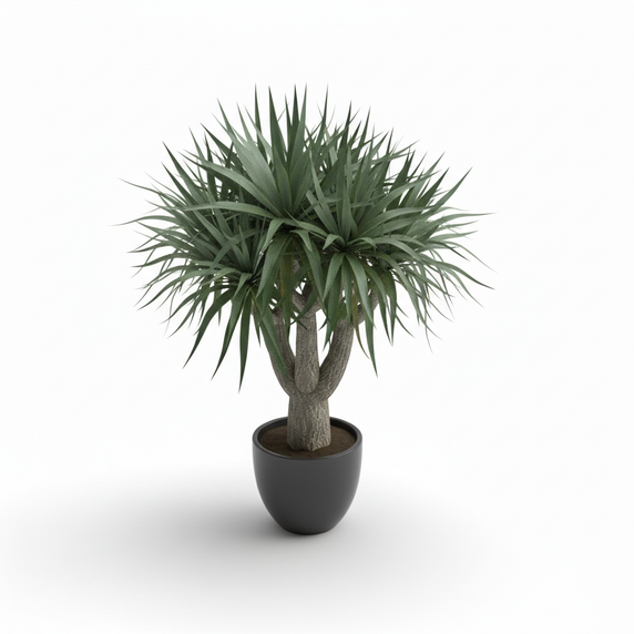 Canary Islands Dragon Tree