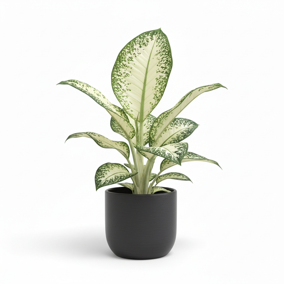 Dumb Cane 'Ghost' 'Ghost'