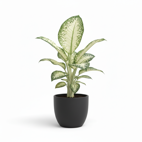 Dumb Cane 'Ghost' 'Ghost'