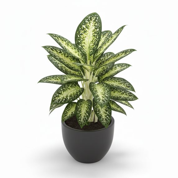 Spotted Dumb Cane 'Spotted'