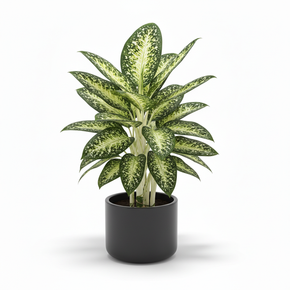 Spotted Dumb Cane 'Spotted'