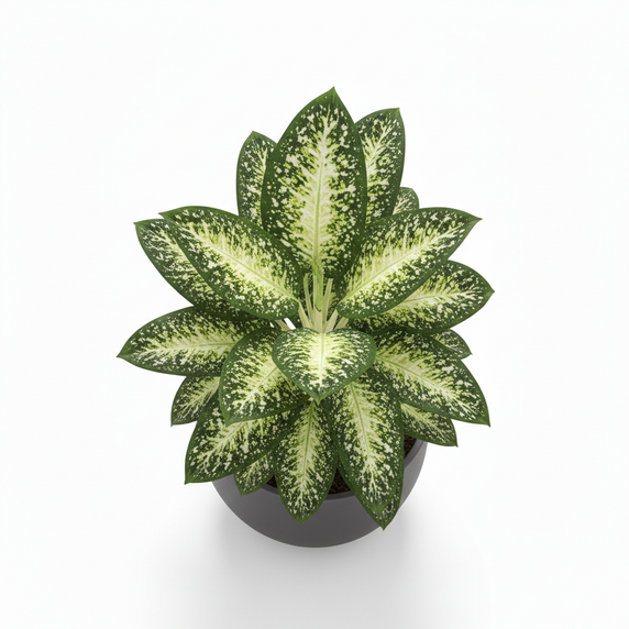 Spotted Dumb Cane 'Spotted'