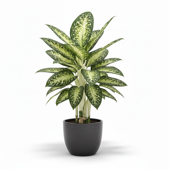 Spotted Dumb Cane 'Spotted'