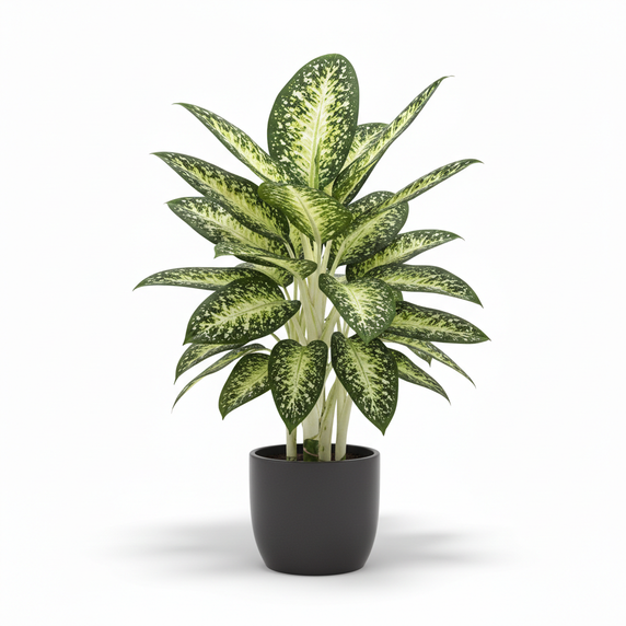 Spotted Dumb Cane 'Spotted'