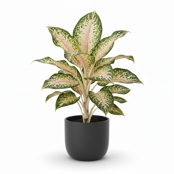Dumb Cane 'Camellia'