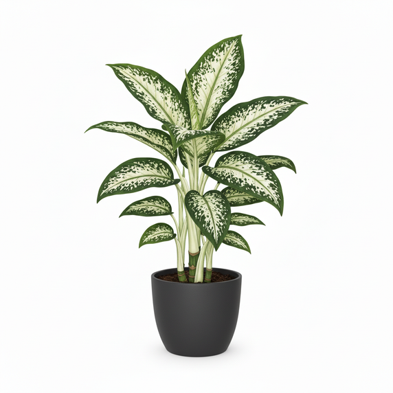 Dumb Cane 'Spotted'