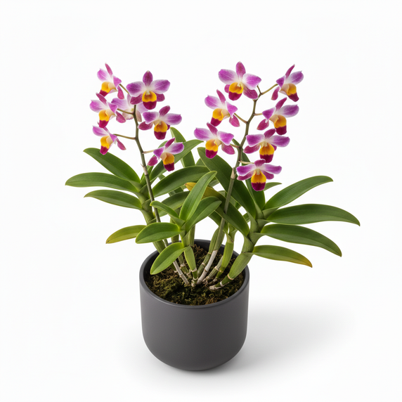 Dendrobium Orchid 'Hybrid'