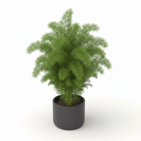 Foxtail Fern 'Meyeri'