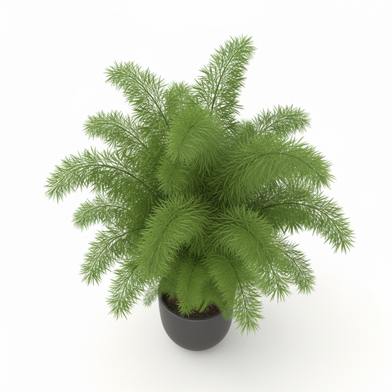 Foxtail Fern 'Meyeri'