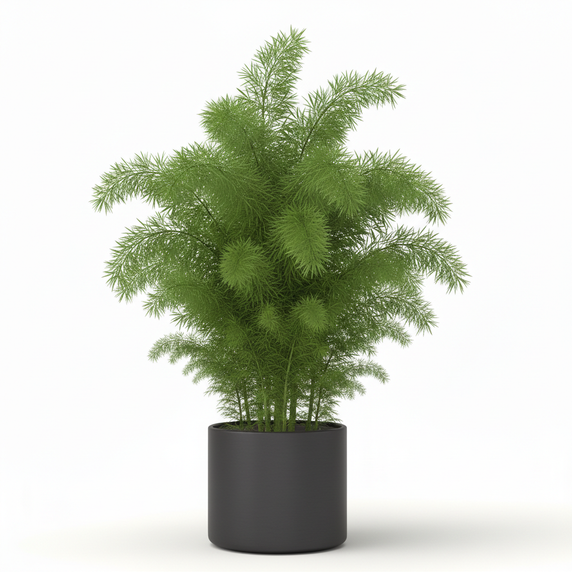 Foxtail Fern 'Meyeri'