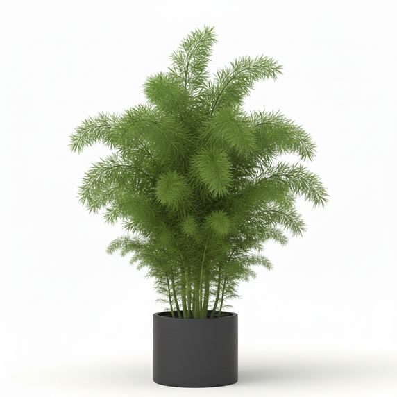 Foxtail Fern 'Meyeri'