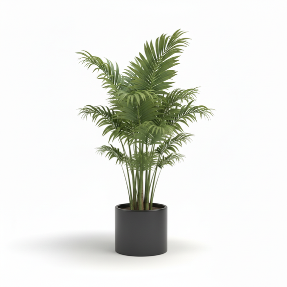 Lady Palm