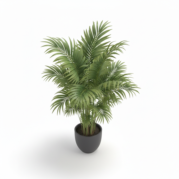 Lady Palm