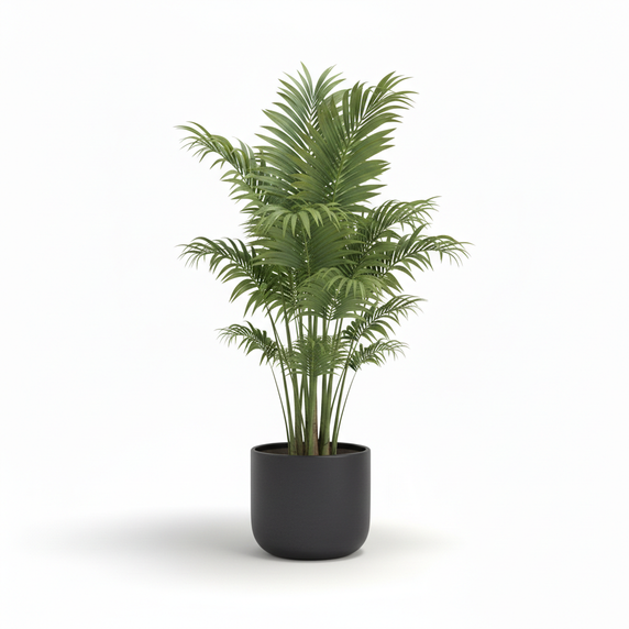 Lady Palm