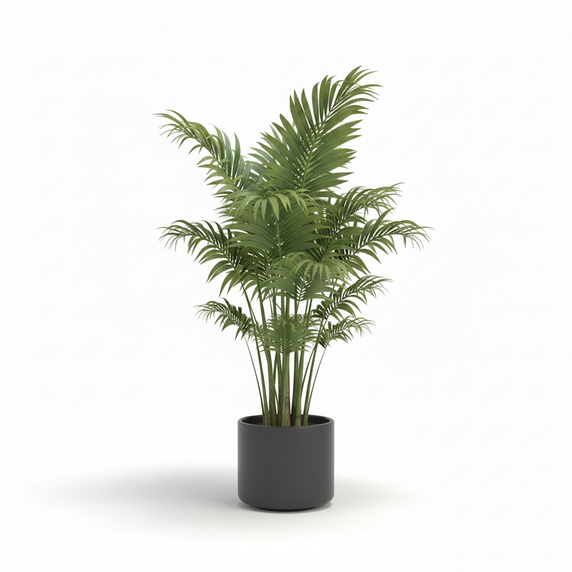 Lady Palm