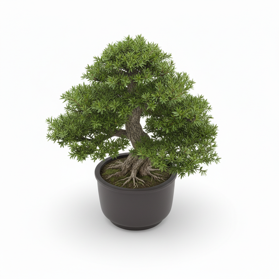 Buddhist Pine Bonsai