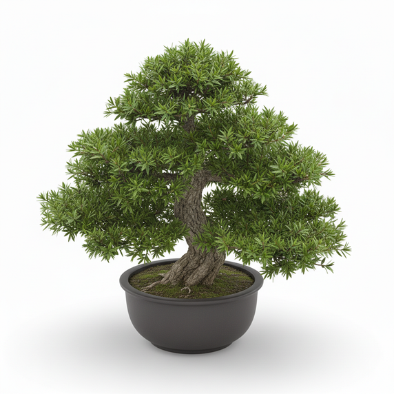 Buddhist Pine Bonsai