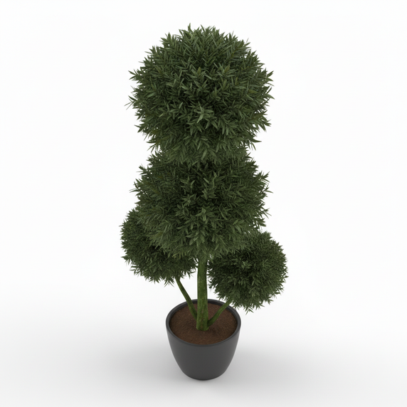 Buddhist Pine 'Three Ball Topiary'