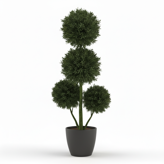 Buddhist Pine 'Three Ball Topiary'