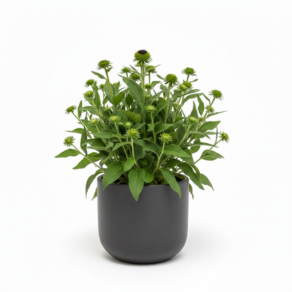 Black-eyed Susan 'Dwarf'