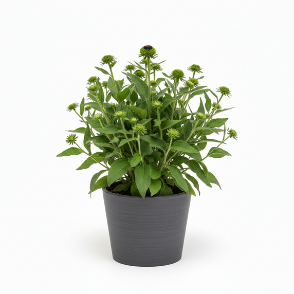 Black-eyed Susan 'Dwarf'