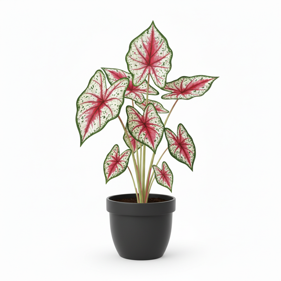Angel Wings Caladium 'Variegated'