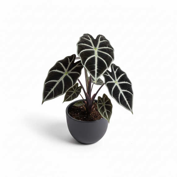 Alocasia Black Velvet 'Black Velvet'