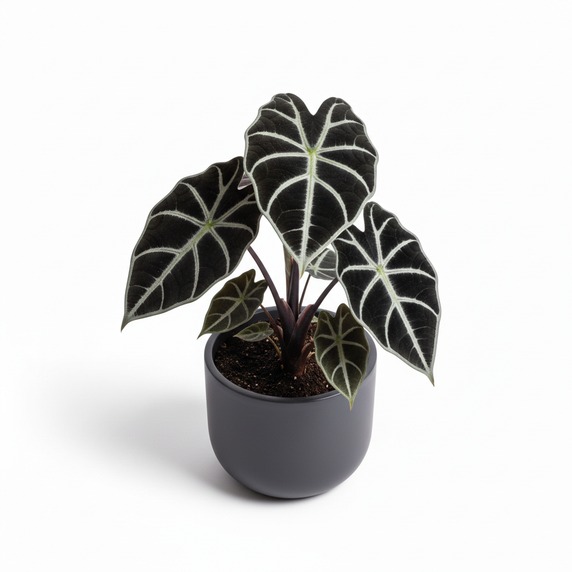 Alocasia Black Velvet 'Black Velvet'
