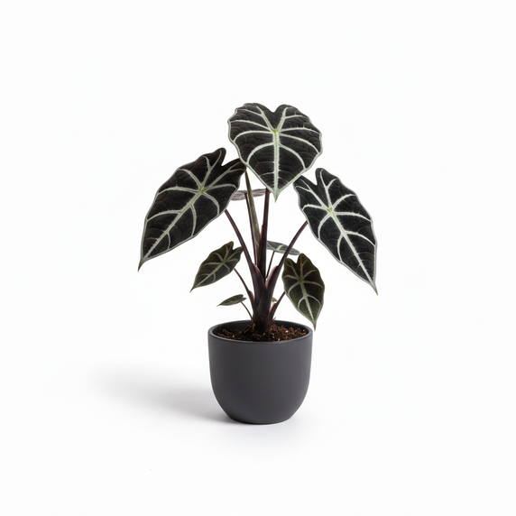Alocasia Black Velvet 'Black Velvet'