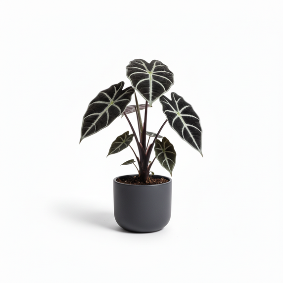 Alocasia Black Velvet 'Black Velvet'
