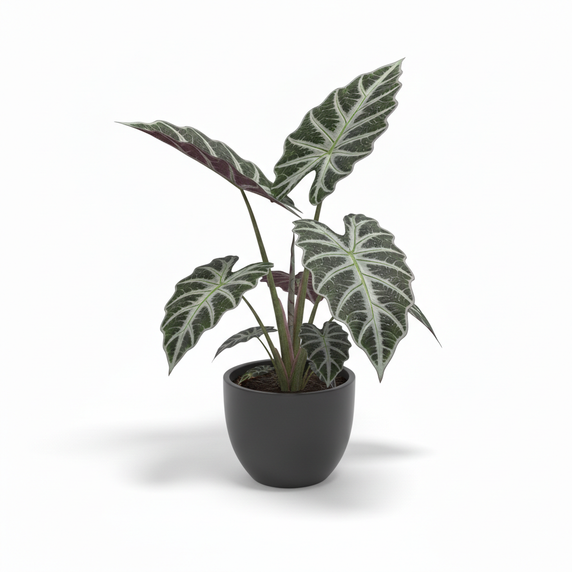 Kris Plant 'Sanderiana'