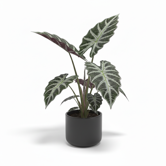 Kris Plant 'Sanderiana'