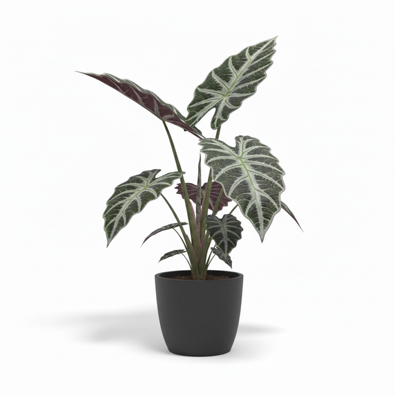 Kris Plant 'Sanderiana'