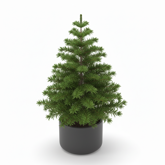 Norfolk Island Pine