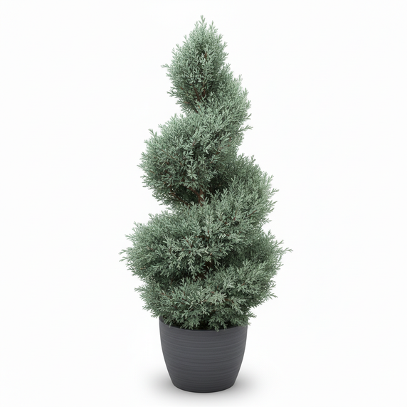 Arizona Cypress 'Spiral Topiary'