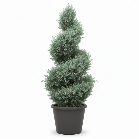 Arizona Cypress 'Spiral Topiary'