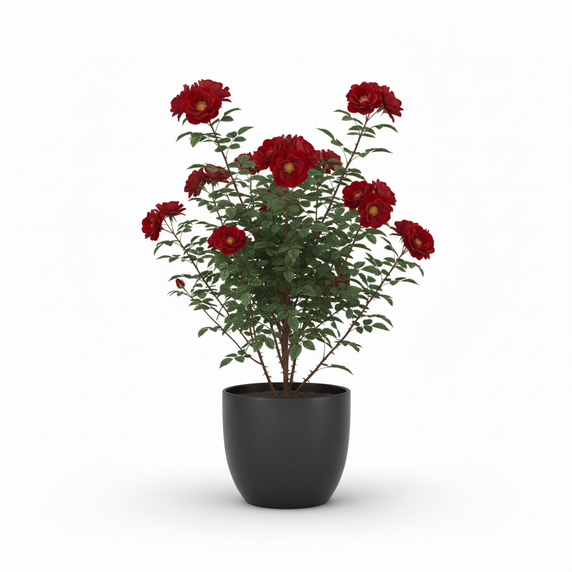 Ruby Rubber Plant 'Ruby'