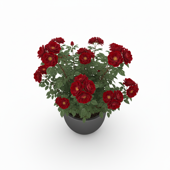 Rubber Plant Tineke 'Tineke'