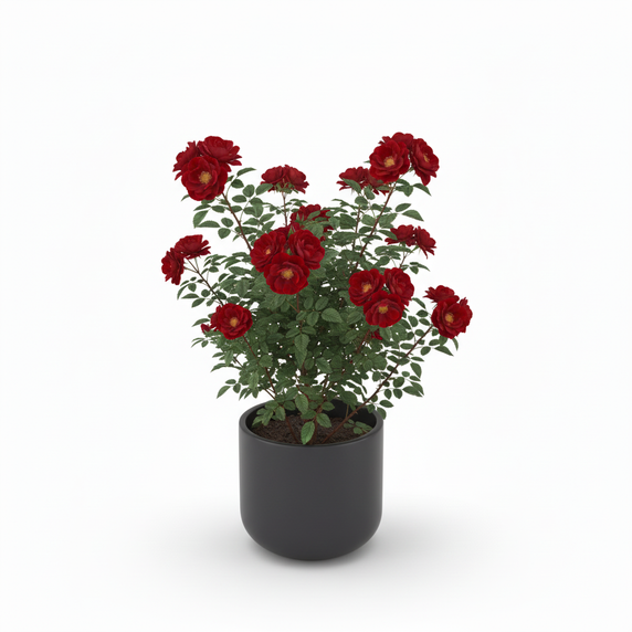 Philodendron Birkin 'Birkin'