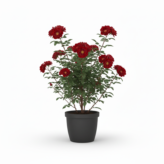 Philodendron Birkin 'Birkin'