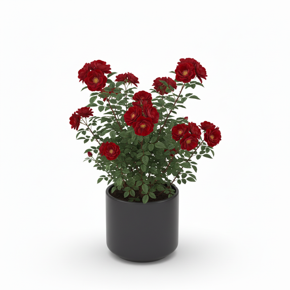 Alocasia Frydek 'Frydek'