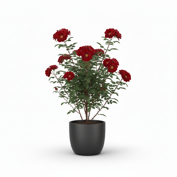 Alocasia Frydek 'Frydek'