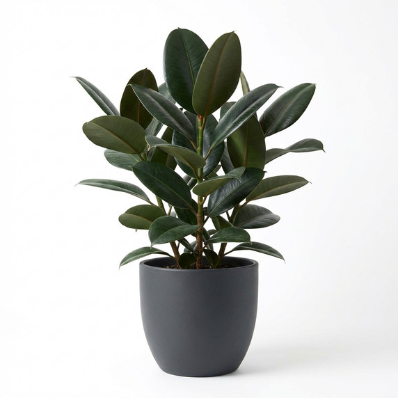 Variegated Rubber Plant 'Tineke'