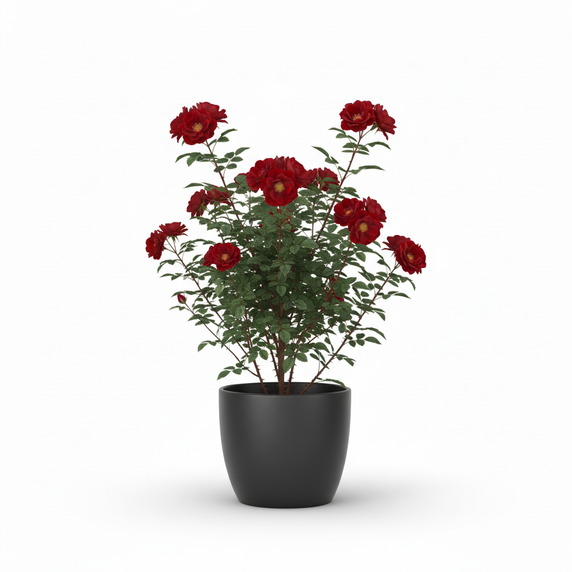 Nerve Plant 'Pink Vein'