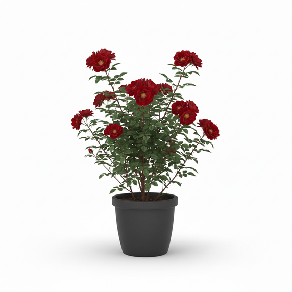 Nerve Plant 'Pink Vein'