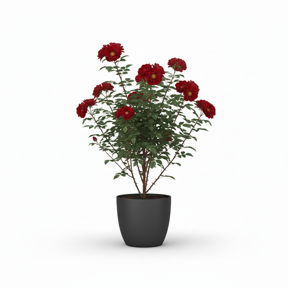 Moonshine Snake Plant 'Moonshine'